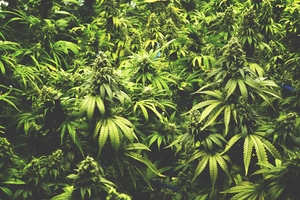 Cannabis-Plants